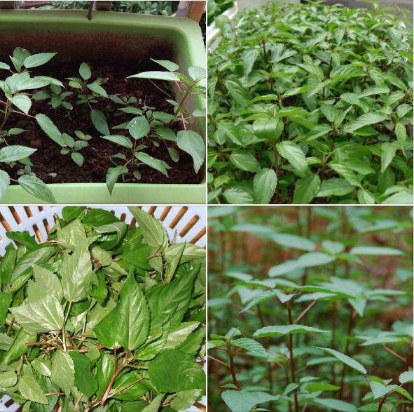 Hạt giống rau đay đỏ cao sản - 20gr