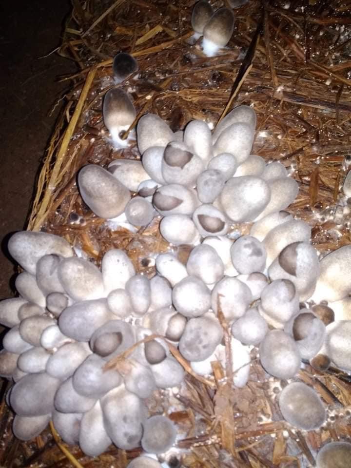 Phôi nấm rơm tự trồng