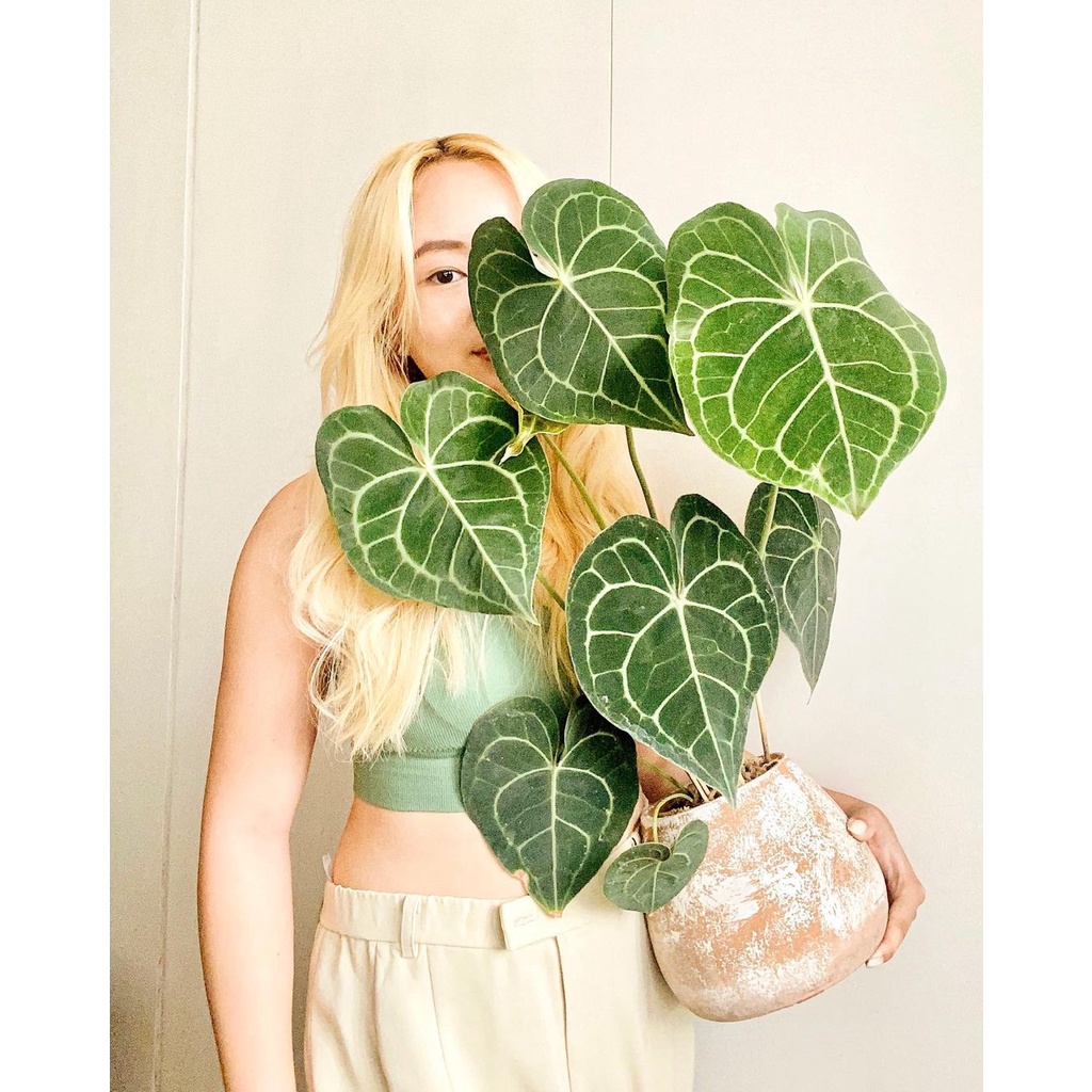 Cây Anthurium Clarinervium, Cây Mini Anthurium Clarinervium, Cây Lá Tim Anthurium Clarinervium