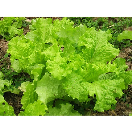 Hạt giống Cải bẹ mào gà