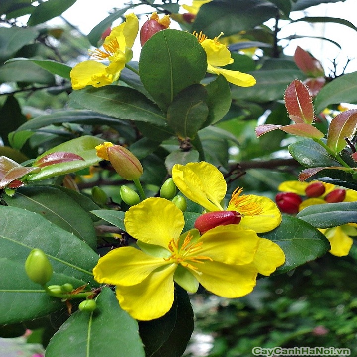 CÂY GIỐNG MAI TỨ QUÝ , CÂY NHỎ