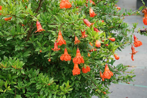 Cây lựu đỏ lùn ta - giao cây trưởng thành sắp hoa