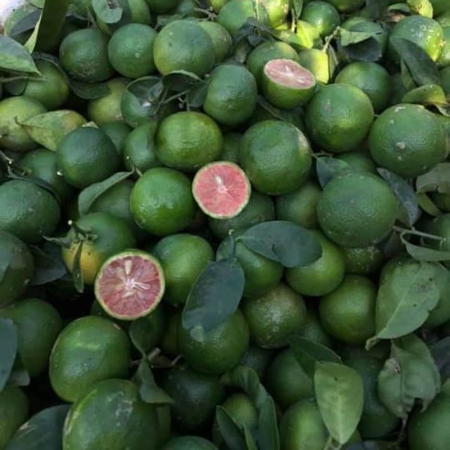 Combo 2kg chanh đào Hoà Bình