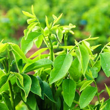 1g hạt giống rau bồ ngót dễ trồng