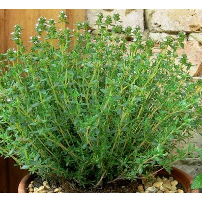 Hạt Giống Rau Thơm Xạ Hương Thyme