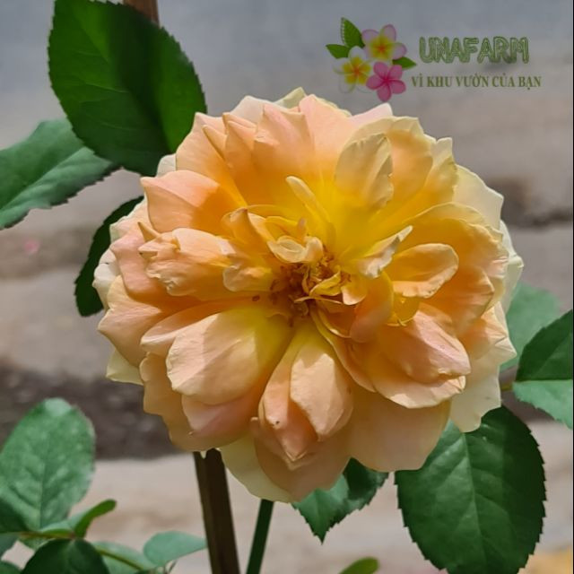 [Cây giống hoa] Hồng Ngoại Molineux (hồng bụi hoa thơm) size chậu C9 - CayGiongTot