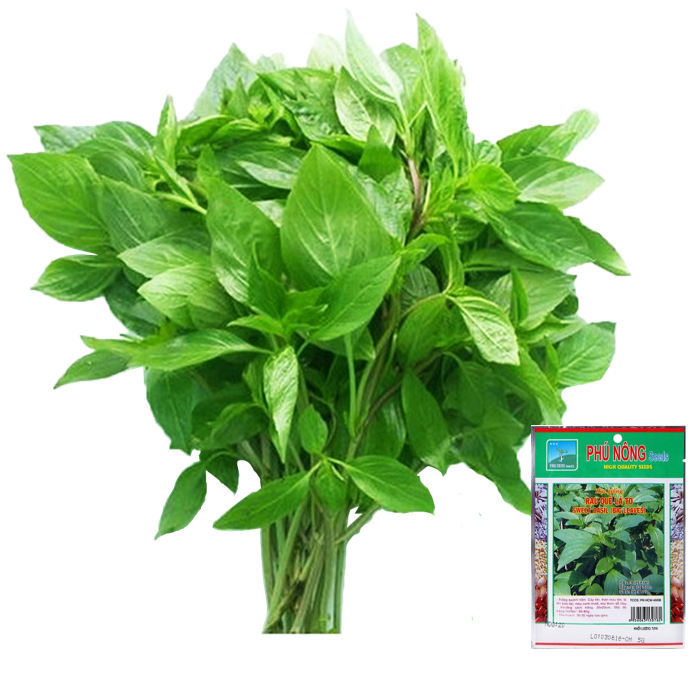 Hạt giống rau quế lá to phú nông - gói 5g - húng quế thơm ngon dễ trồng thân tím s garden