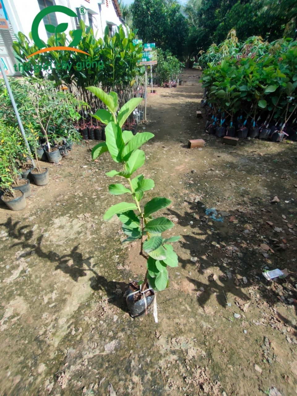 Bộ 10 cây giống ổi nữ hoàng