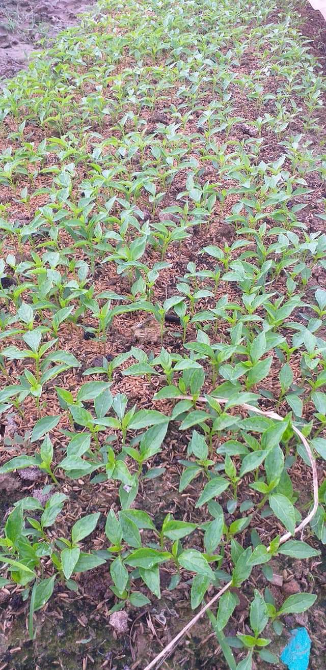 HẠT ỚT SỪNG TRÂU F1 ( GÓI 50 HẠT)