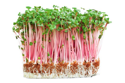 Gói 500gram- gói 1kg -Rau mầm củ cải đỏ Rado 105 hàng công ty chất lượng cao