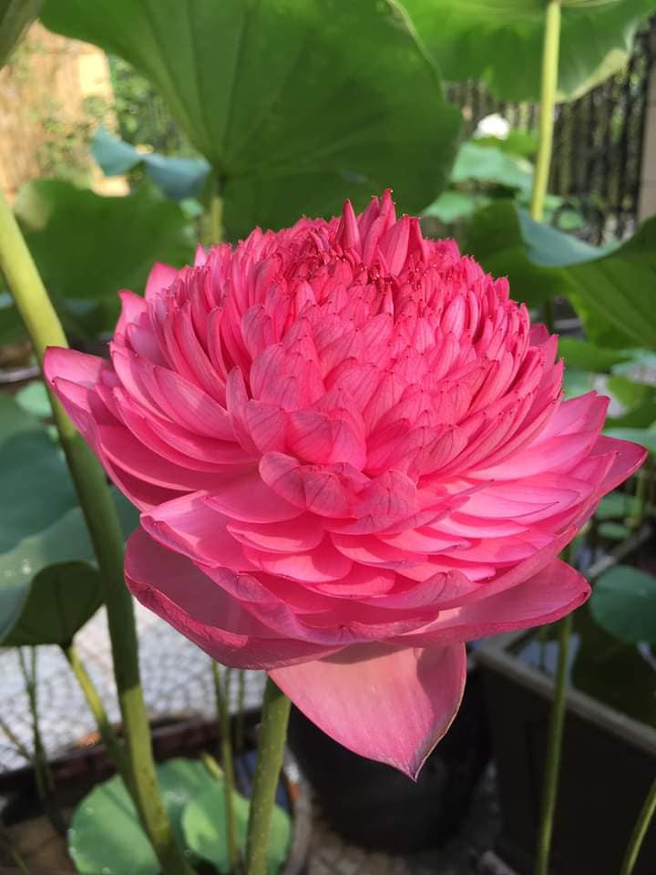 20 Hạt giống sen Ngàn cánh - S1000