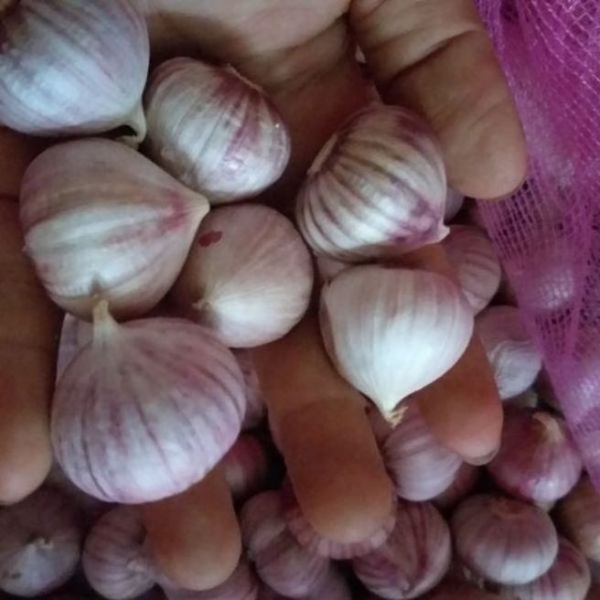Sỉ toàn quốc 2kg tỏi cô đơn