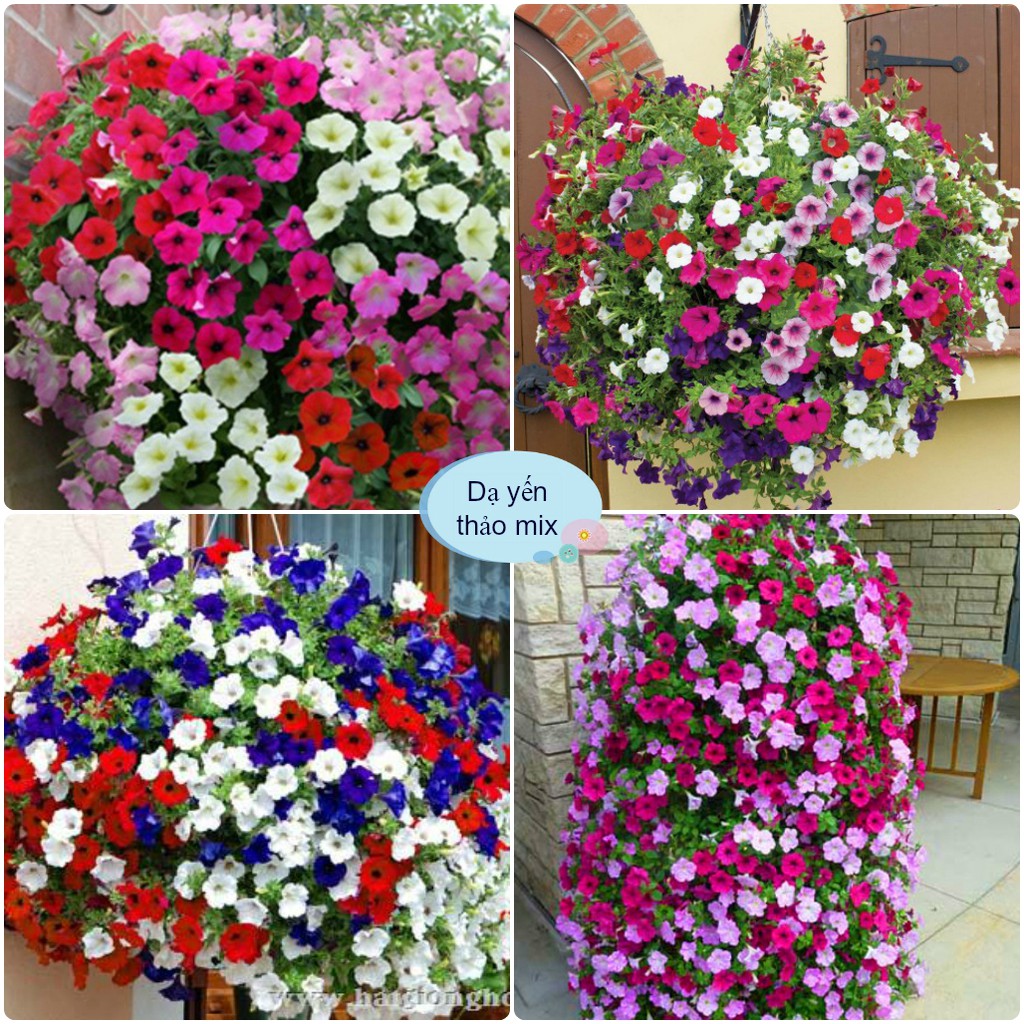 Hạt giống hoa dạ yến thảo mix đủ màu