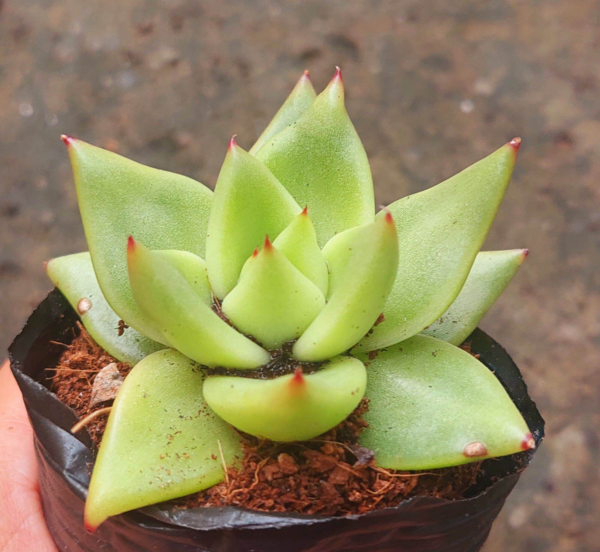 Sen đá đế vương xanh size bầu
