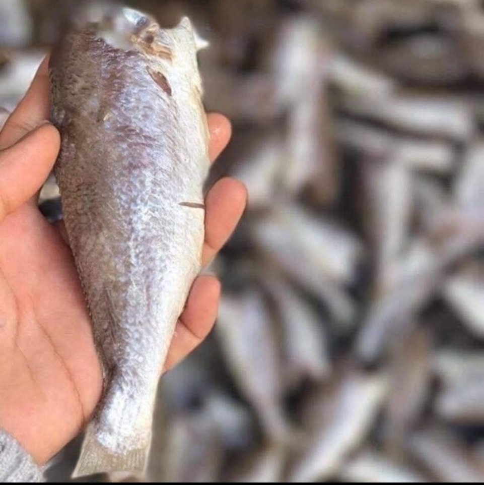 1 KG Khô Cá Dù Cà Mau loại 1 MINH TRIẾT CÀ MAU