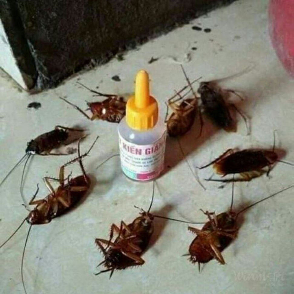 2 lọ THUỐC DIỆT KIẾN GIÁN SINH HỌC CHẾT TẬN GỐC