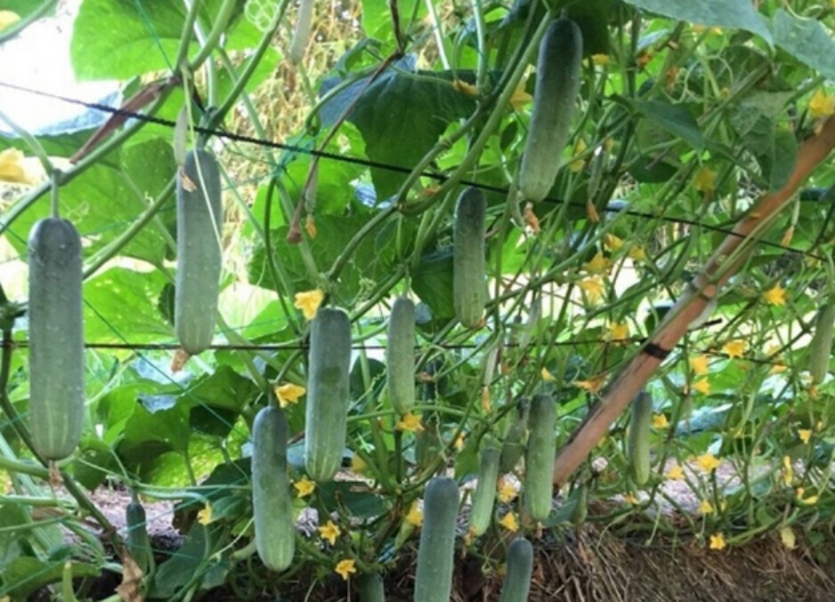 HẠT GIỐNG DƯA LEO F1 KHÁNG KHUẨN, NĂNG SUẤT CAO ( gói 1 gram)