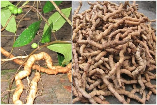 Ba kích tím loại I Quảng Ninh 1kg