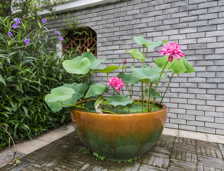 Phân bón hoa sen, hoa súng, cây trầu bà, cây  thuỷ sinh - KHÔNG CHẾT CÁ TRONG HỒ