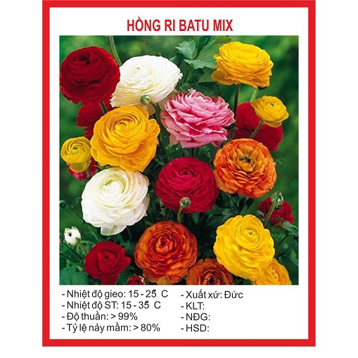Hạt giống hoa hồng ri ba tư f1 mix 5 hạt