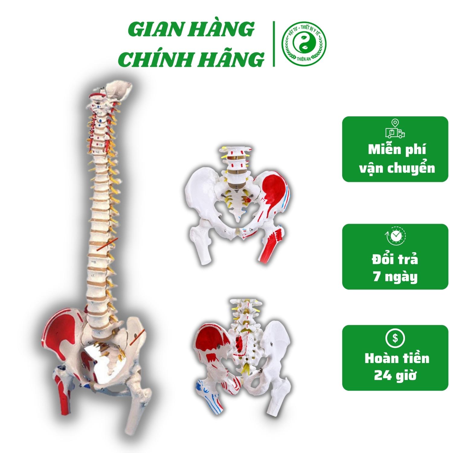 Mô hình xương cột sống 85cm- 2 màu mô phỏng các nhóm cơ