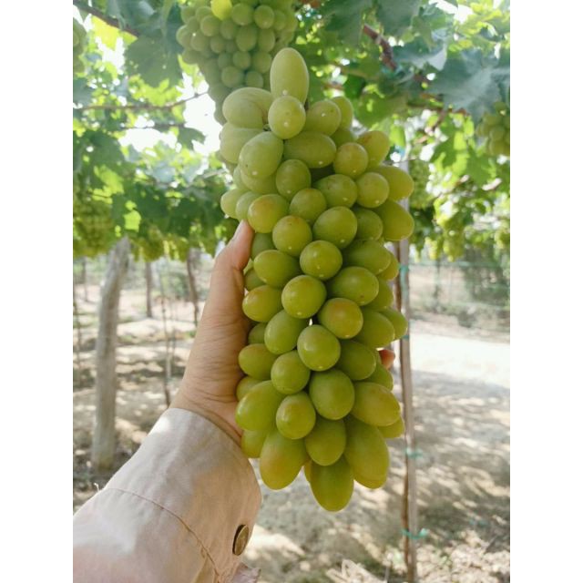 Cây Giống Nho Xanh Trái Dài ( Ký hiệu giống NH01 - 48 )