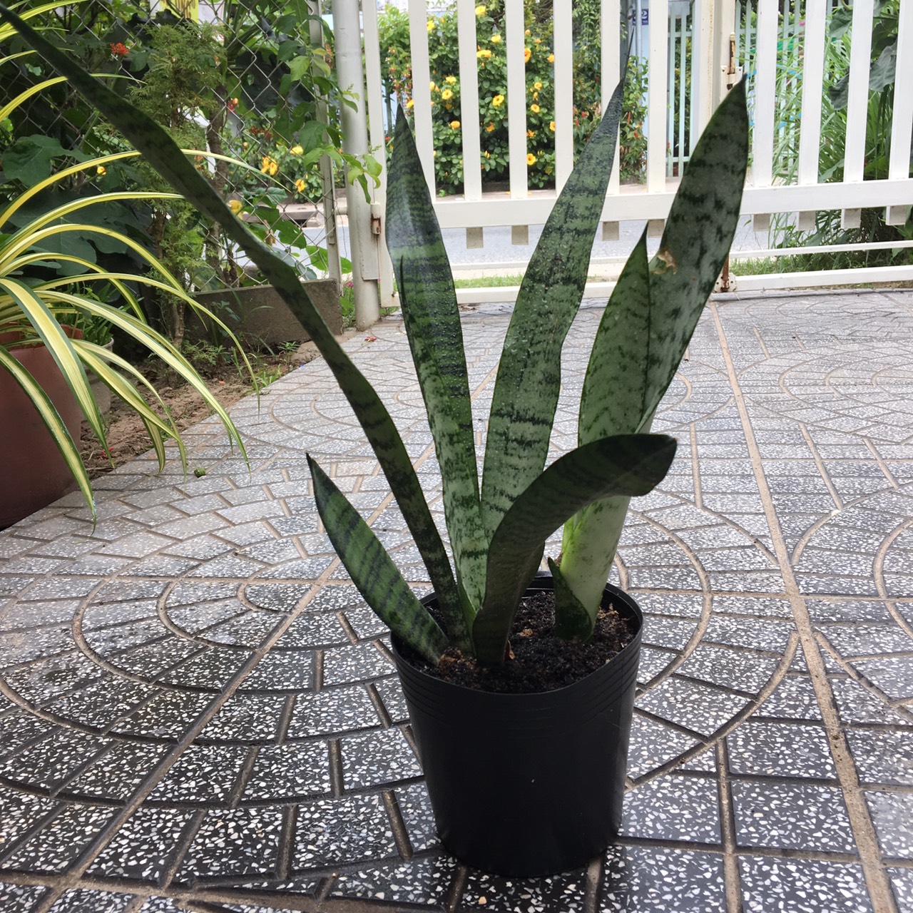 CÂY LƯỠI HỔ XANH DÁNG CAO