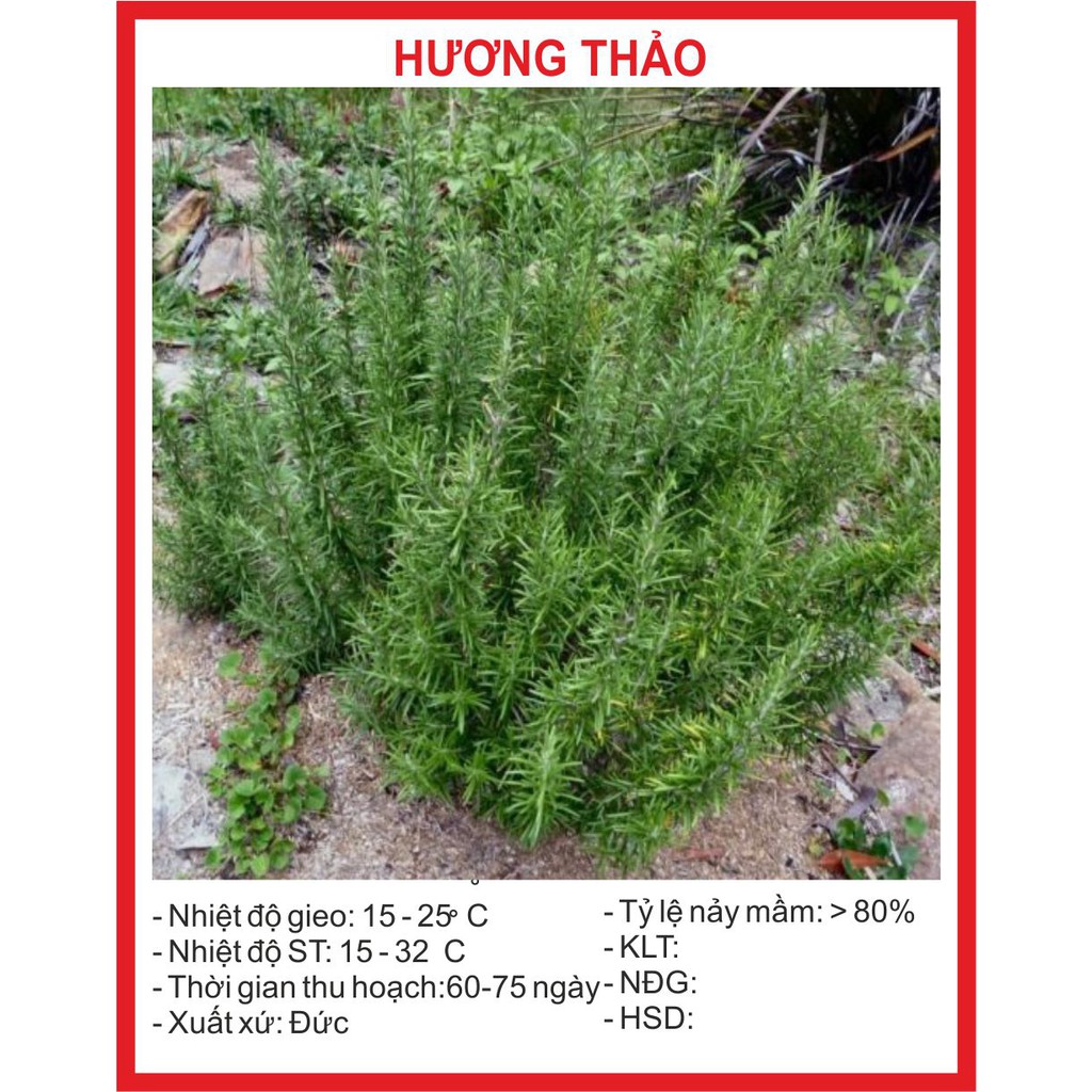 Hạt giống cây hương thảo 20 hạt