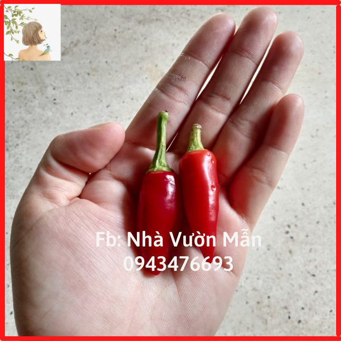 20 hạt ớt chùm thái