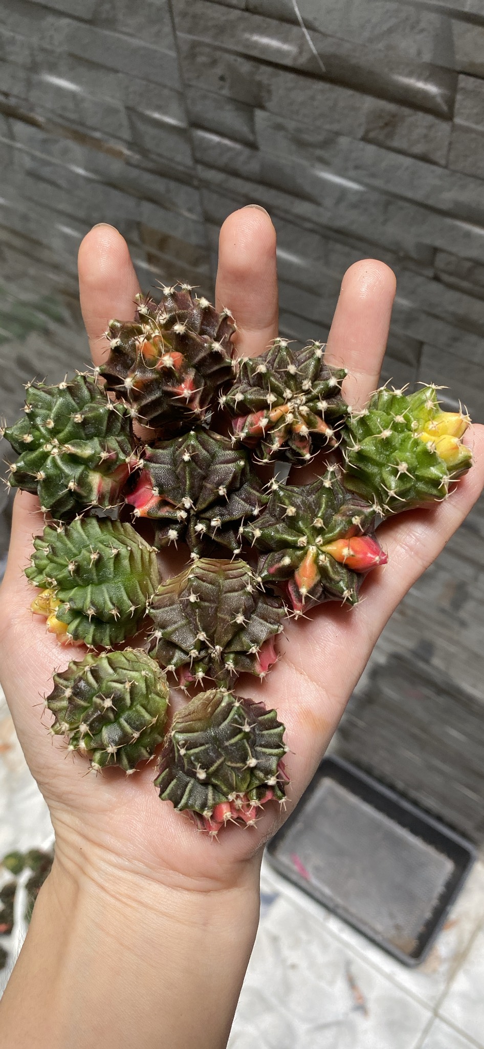 Combo 3 Gymno lem size 3-5cm hàng gieo hạt Thái Lan giá rẻ cho người mới tập chơi. Ship cây trần ngẫu nhiên nhé