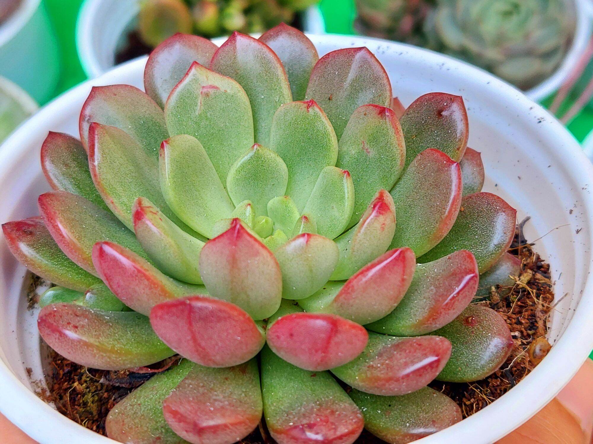 Sen đá ruby đỏ size trung