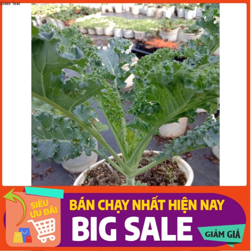 Cây cải kale xoắn xanh chậu lớn cây to, khỏe