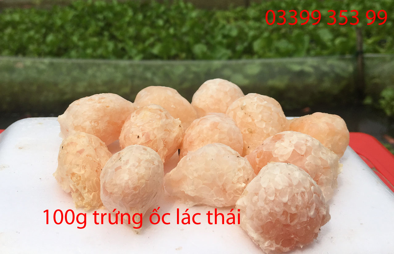 Trứng ốc lác thái (100g)