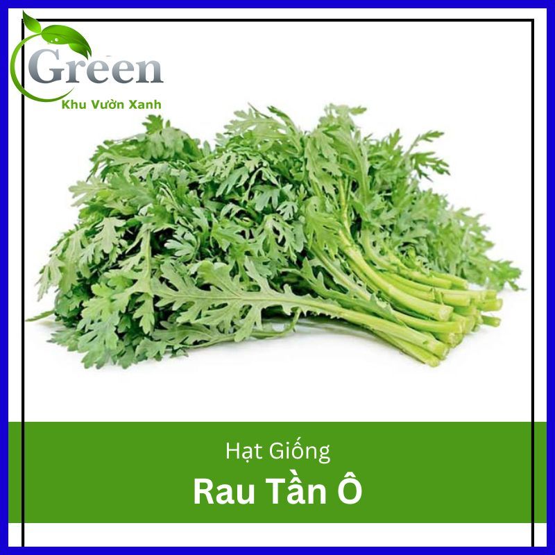 Hạt giống rau tần ô dễ trồng