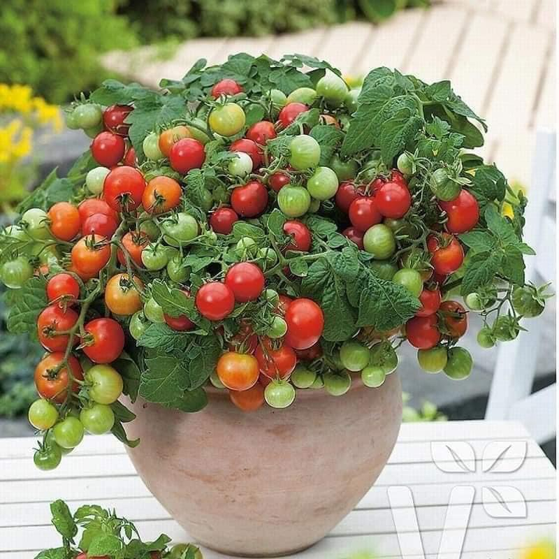 Chậu cây giống cà chua bi lùn - cây có thể cho hoa hoặc trái