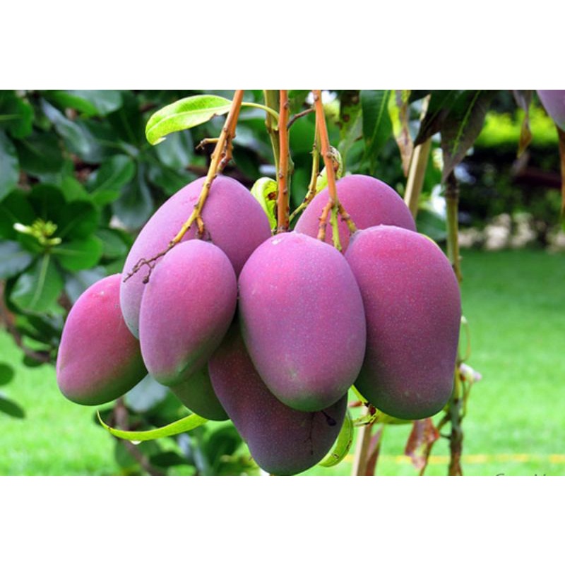 Cây giống xoài trái tím