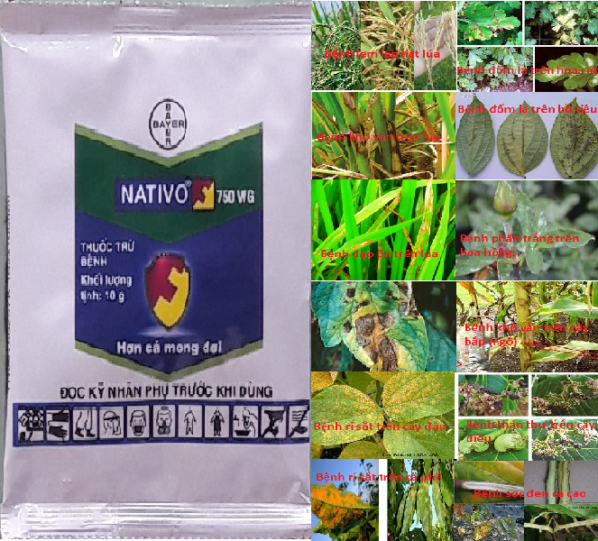 Thuốc trừ bệnh Nativo 750WG 10g