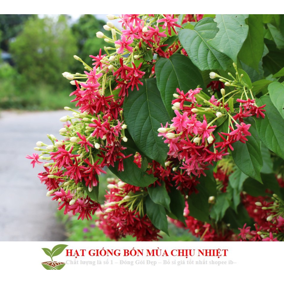 Hạt giống hoa leo sử quân tử 10 hạt đến mùa trồng tết