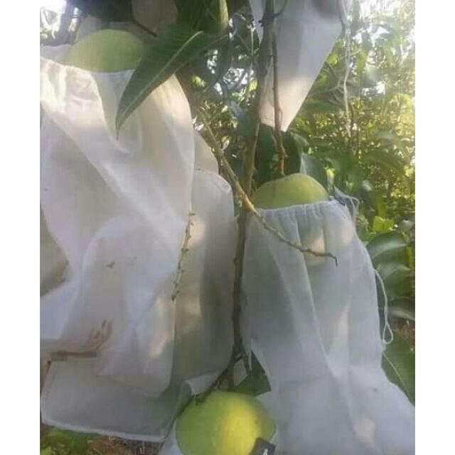 100 túi bọc xoài bơ thanh long (20x30cm)