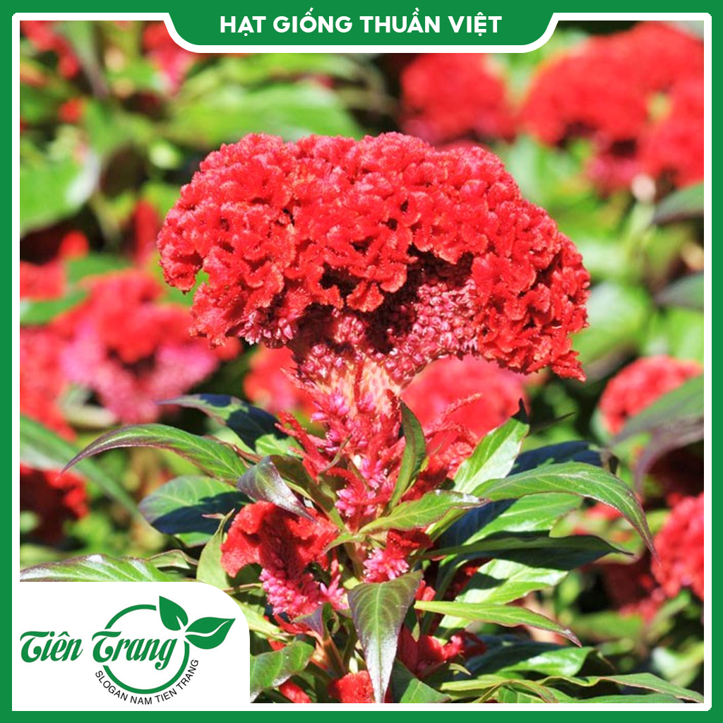 Hạt giống hoa mào gà búa tn