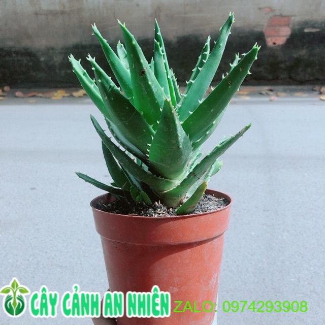 Nha đam kiểng 65k/chậu