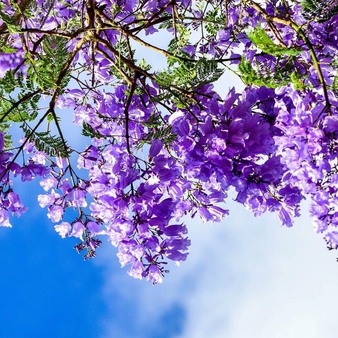 cây phượng tím hàng đẹp giá rẻ chỉ 50k