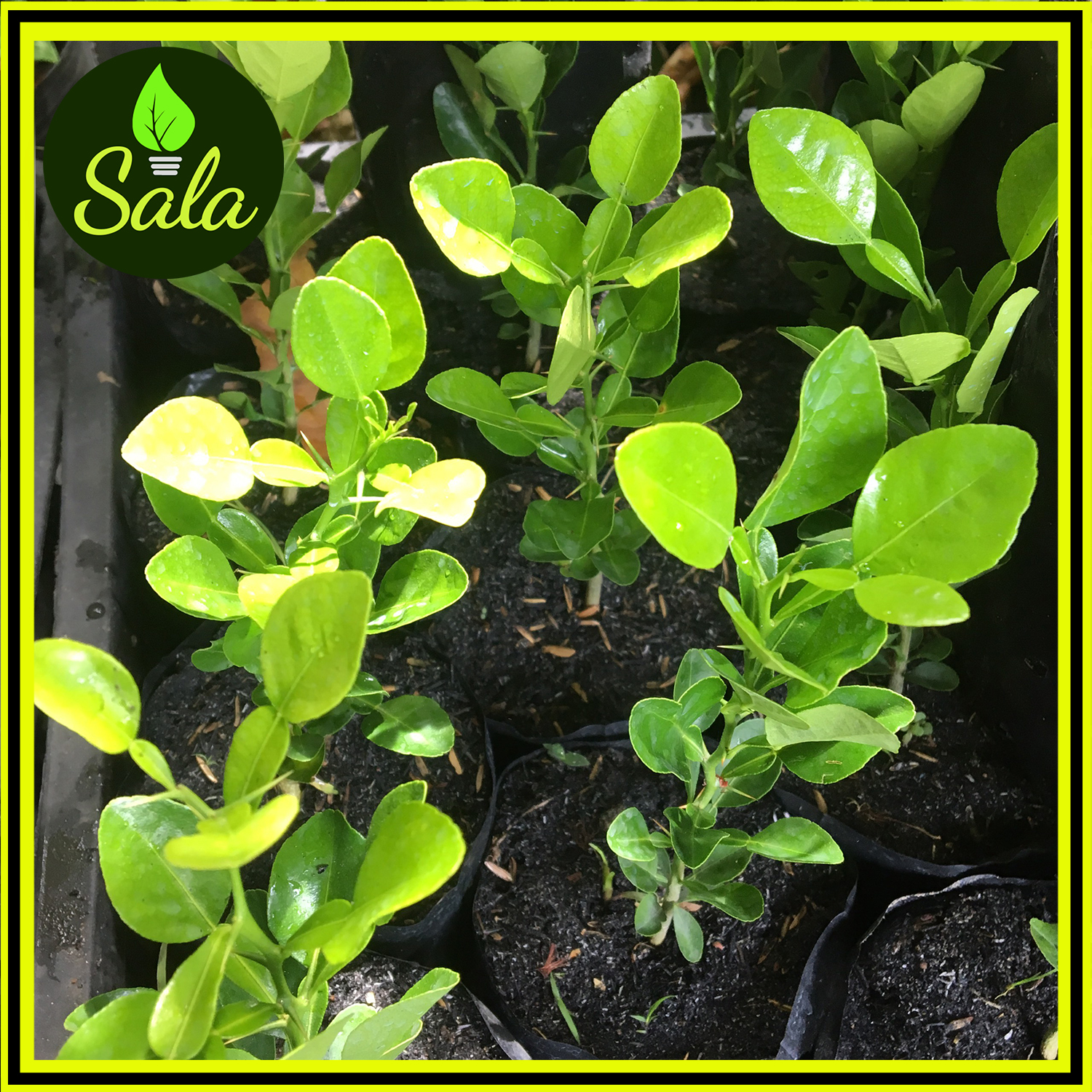 Combo 2 CÂY CHÚC GIỐNG BẢY NÚI AN GIANG CAO 20CM - CÂY TRÚC GIỐNG