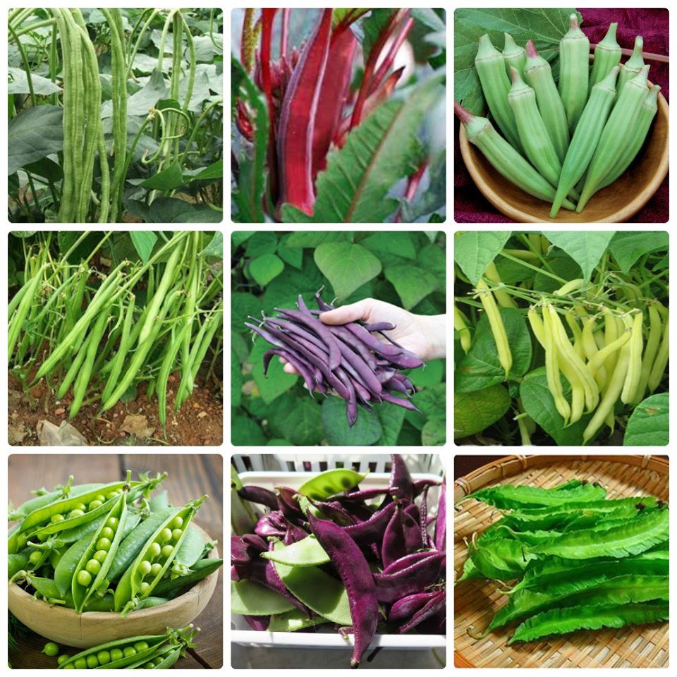 Combo 9 gói hạt giống đậu các loại - (TẶNG gói kích thích hỗ trợ hạt nảy mầm)