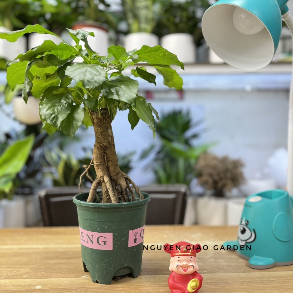 Cây Hạnh Phúc Bon Sai, Cây Hạnh Phúc Để Bàn