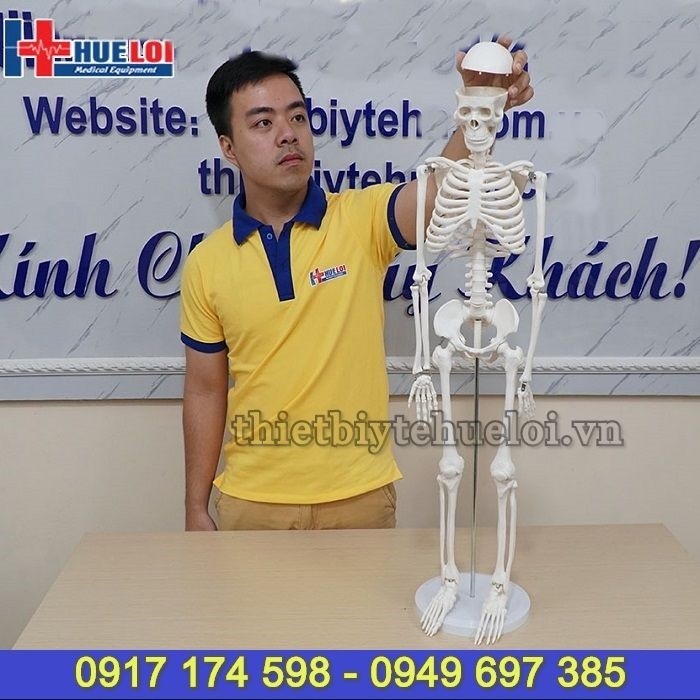 Mô hình giải phẫu hệ xương người 85cm