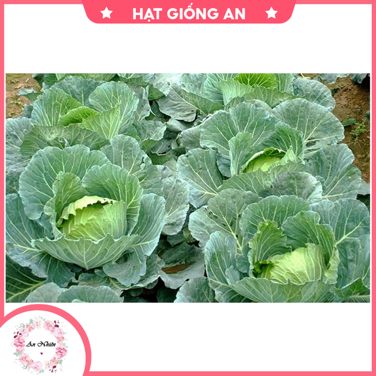Hạt giống bắp cải xanh - bắp cải tím tn - hat giong an