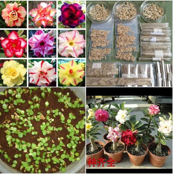 "Gói 5 "Hạt giống cây hoa sứ Thái nhiều màu