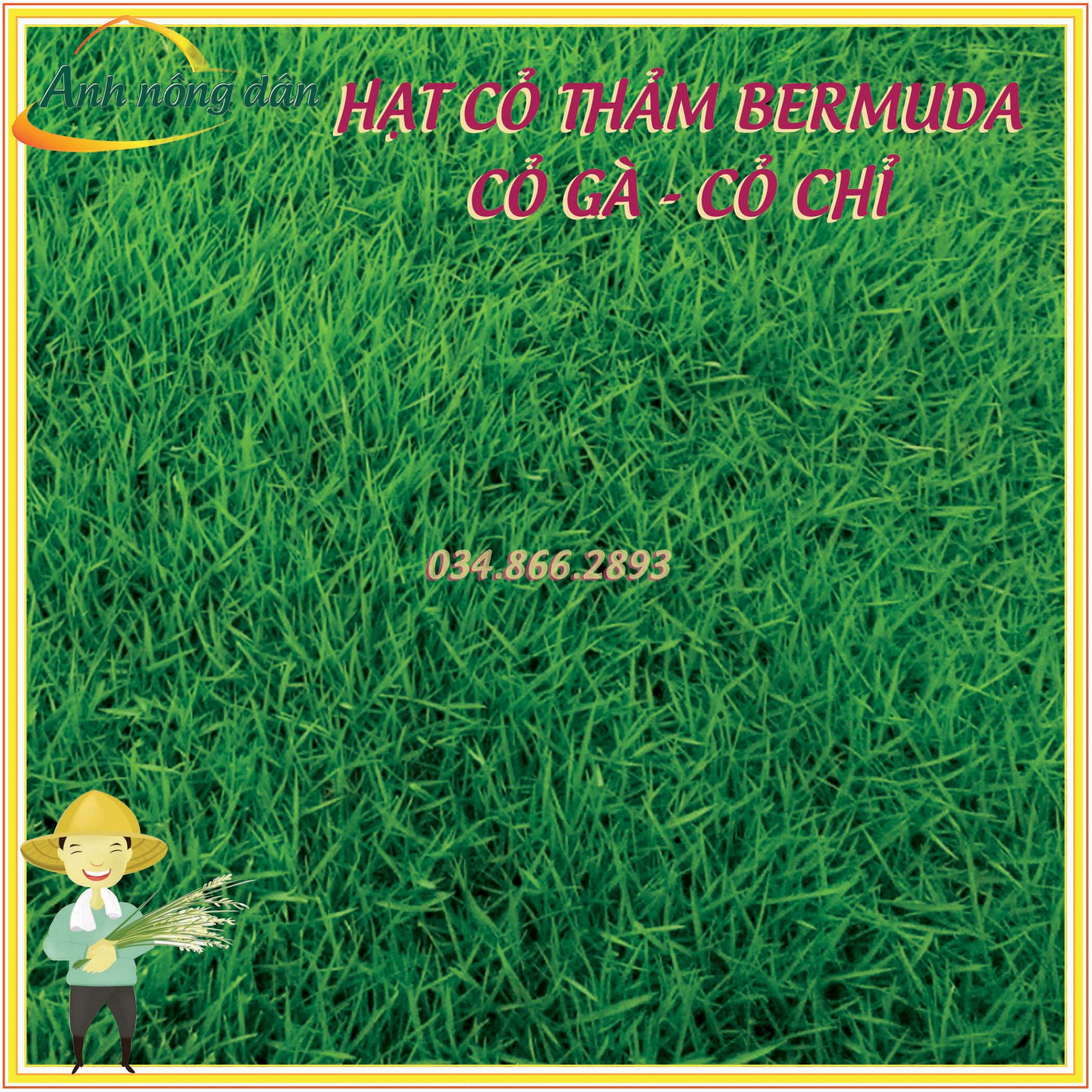 20g Hạt giống cỏ trồng thảm bermuda - Hạt giống cỏ gà, cỏ chỉ