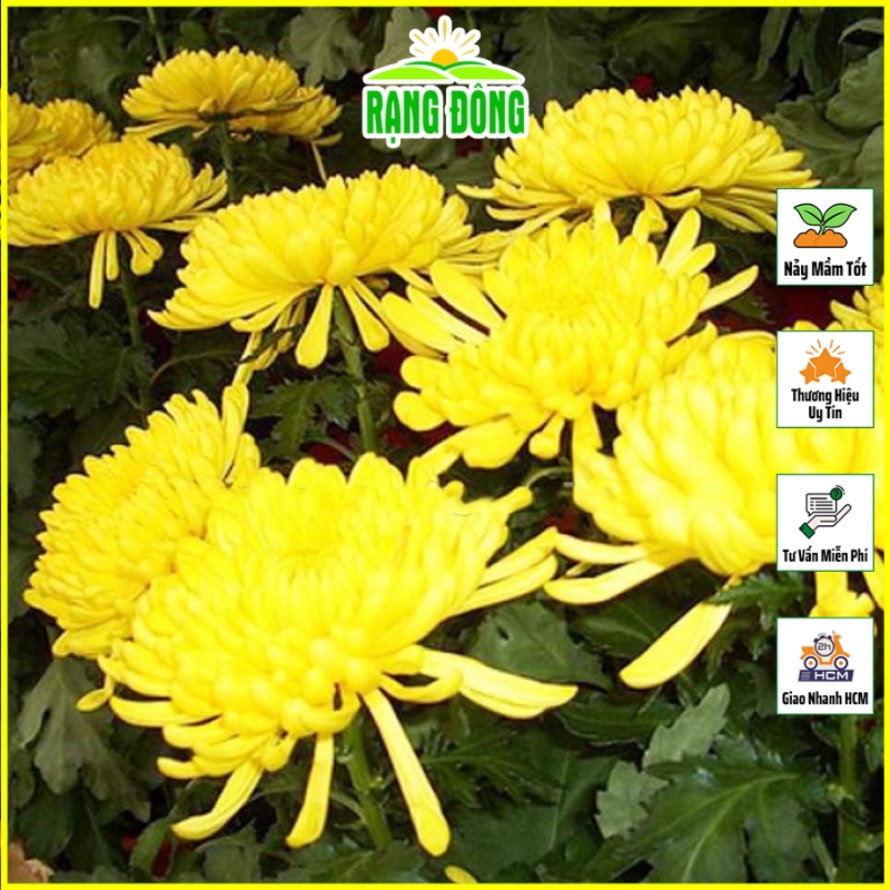 Hạt giống Hoa Cúc Vàng Đại Đóa Thân Cao Trồng Chậu hoặc Cắt Cành - Hạt giống Rạng Đông
